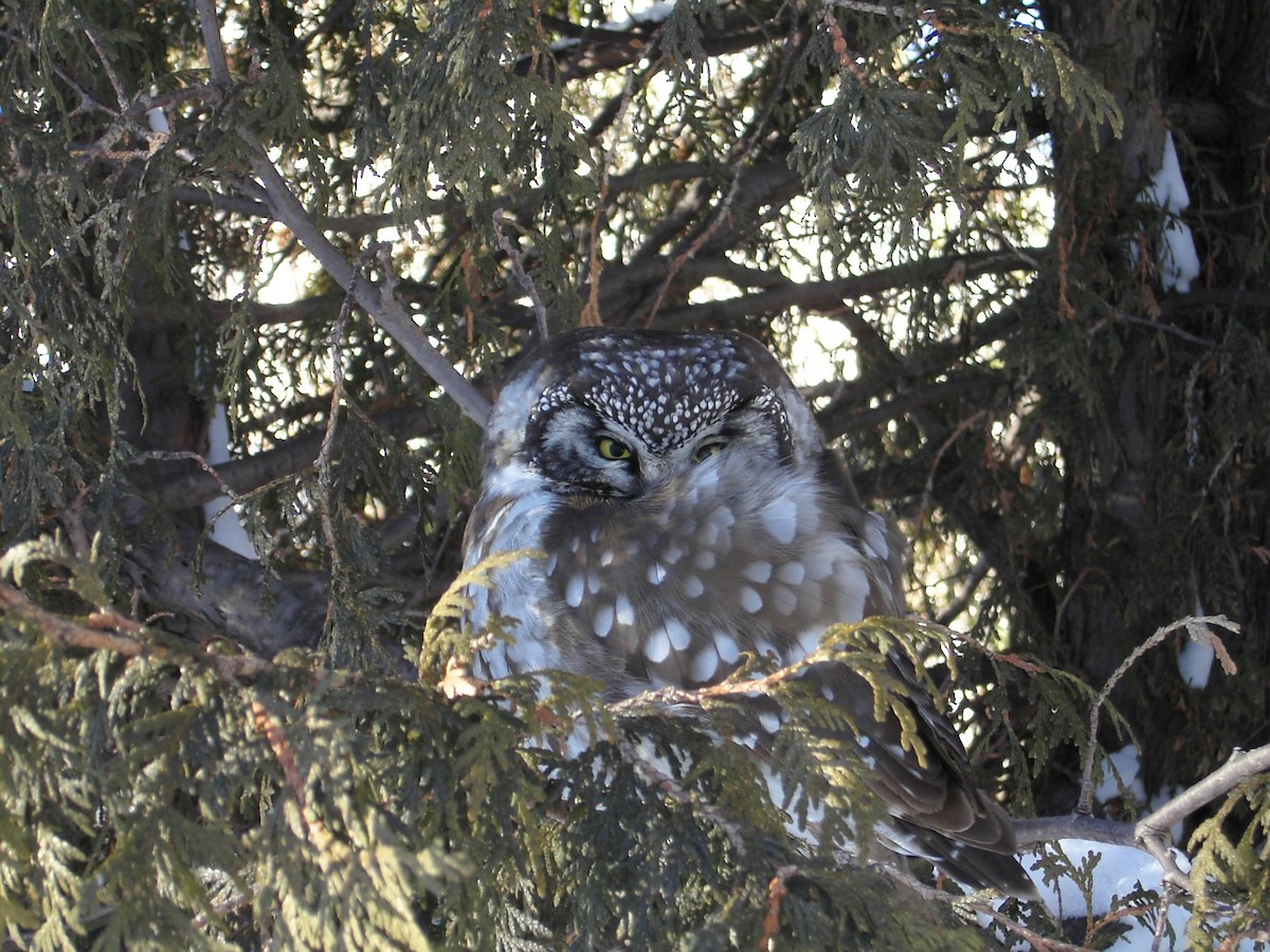 Boreal Owl (Richardson's) - ML618289549