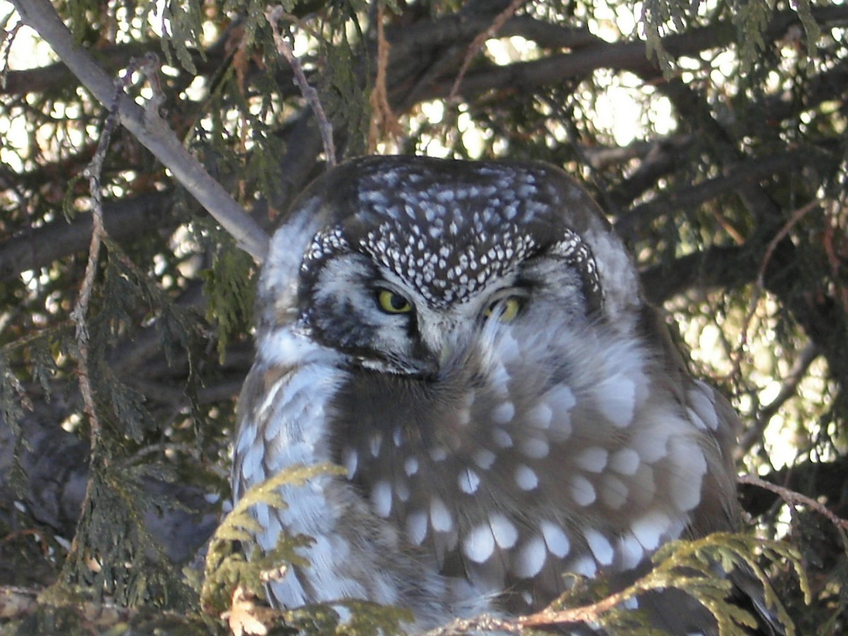 Boreal Owl (Richardson's) - ML618289550