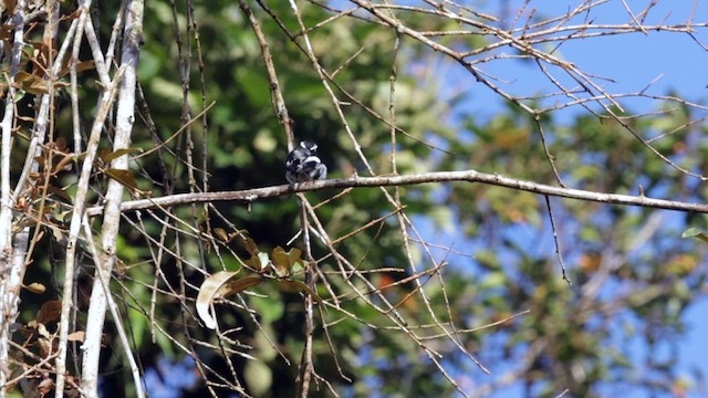 Little Pied Flycatcher - ML618289554