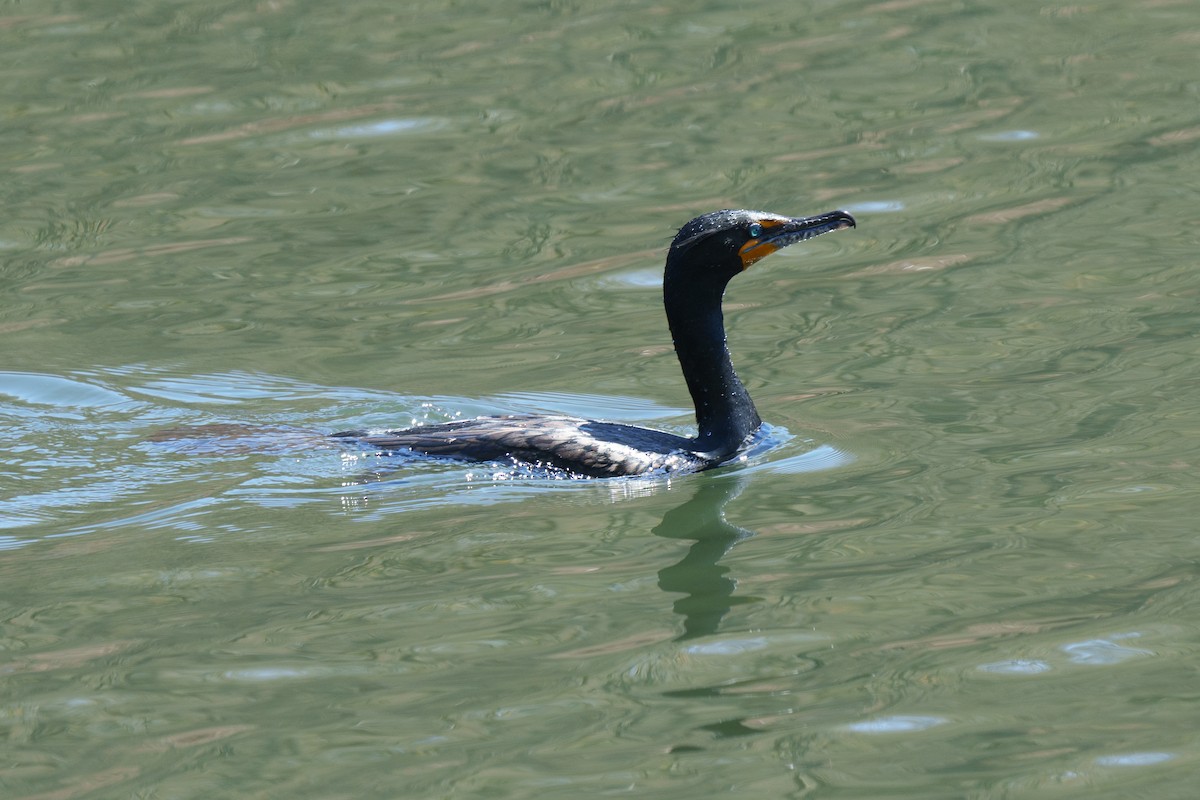 Cormoran à aigrettes - ML618289557