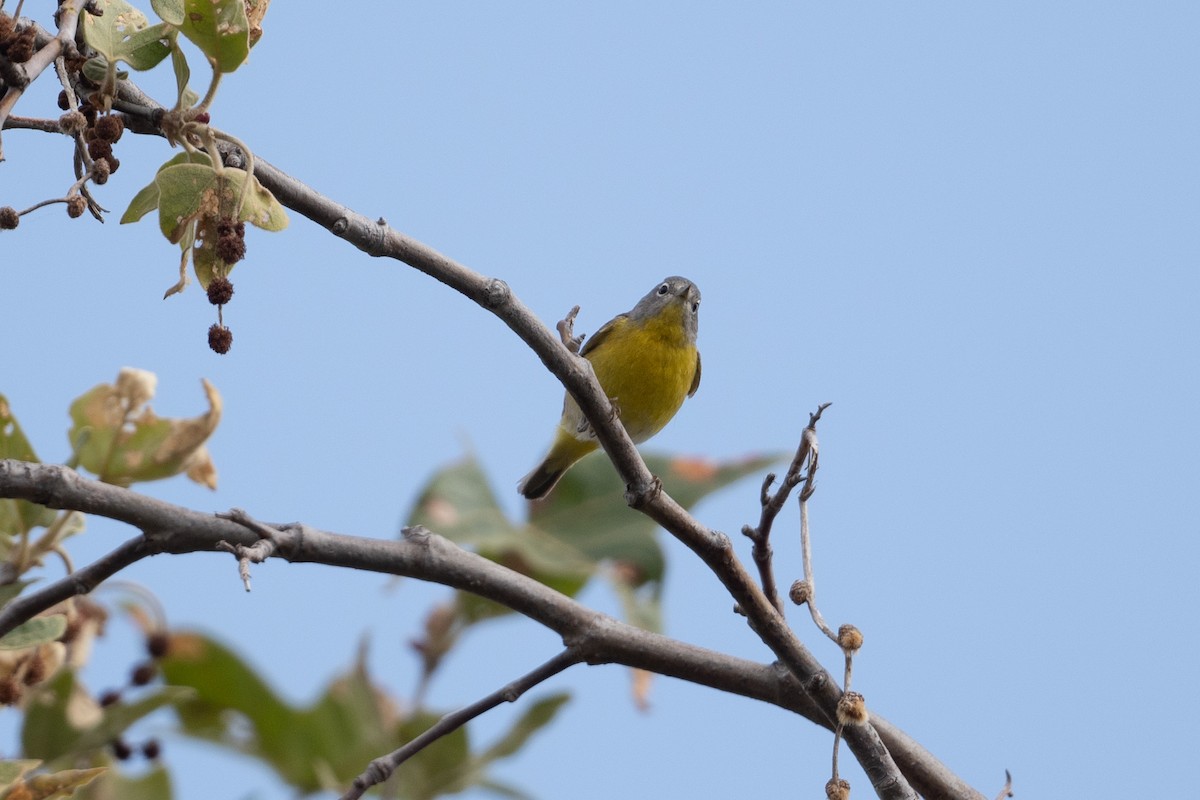 Nashville Warbler - Cynthia  Case