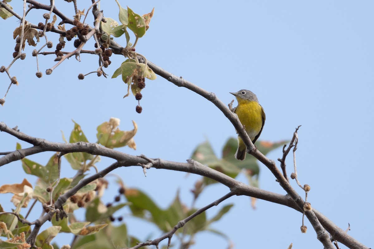 Nashville Warbler - Cynthia  Case