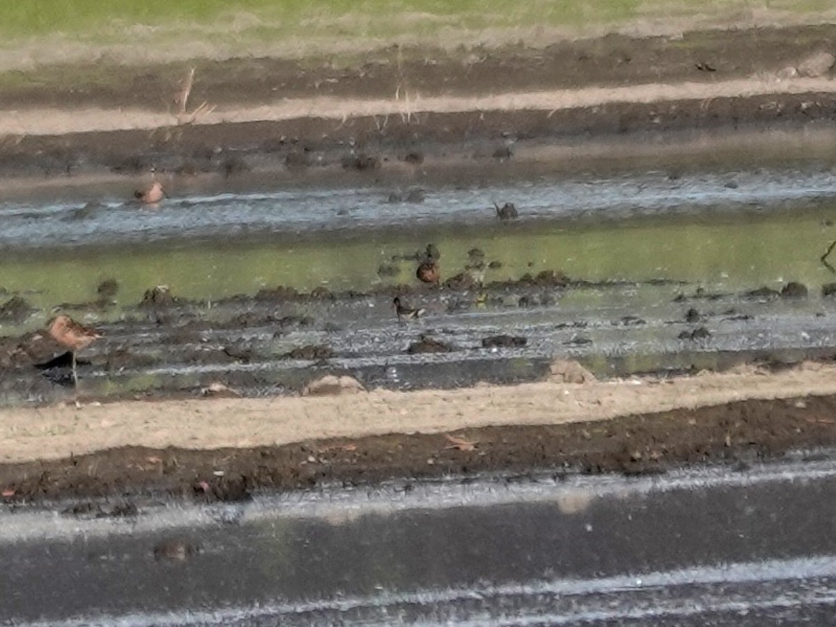 Red-necked Phalarope - Norman Uyeda