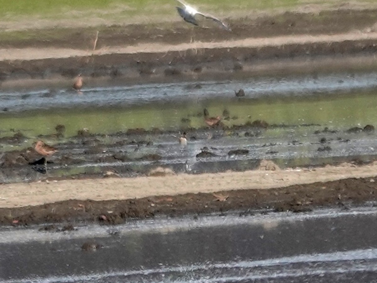 Red-necked Phalarope - Norman Uyeda