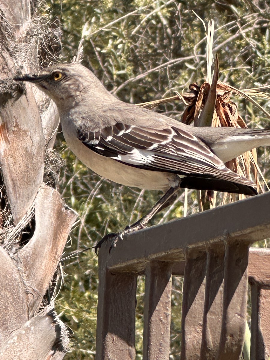 Northern Mockingbird - Mark Harris