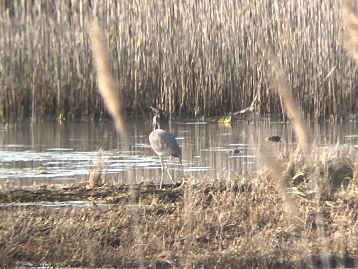 Tricolored Heron - ML618289600