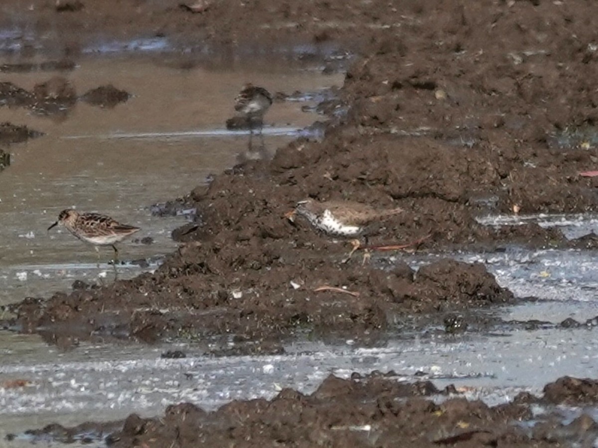 Spotted Sandpiper - Norman Uyeda