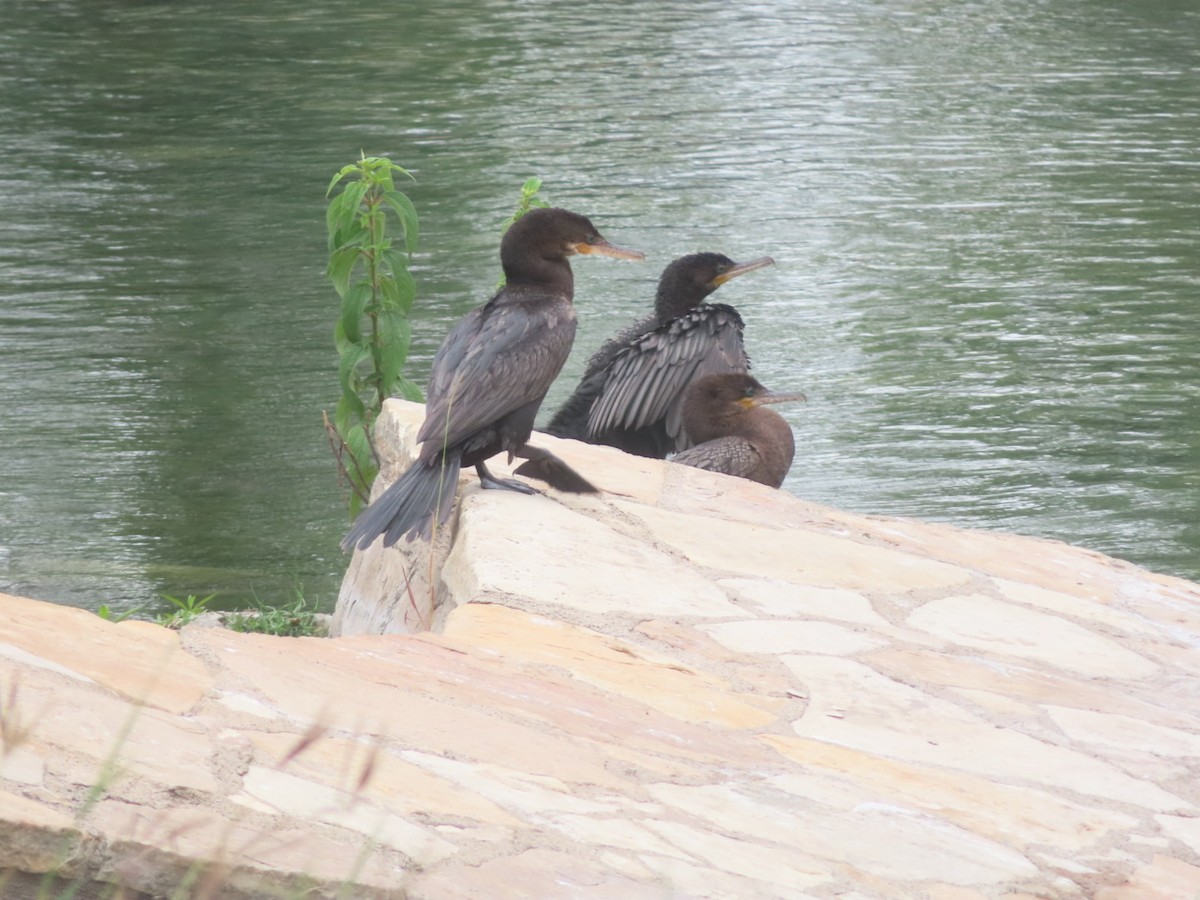 Cormorán Biguá - ML618289627
