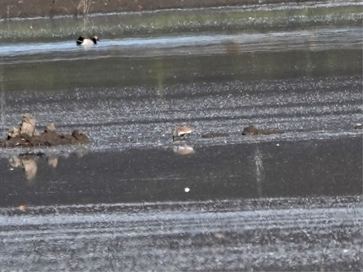 Dunlin - Norman Uyeda