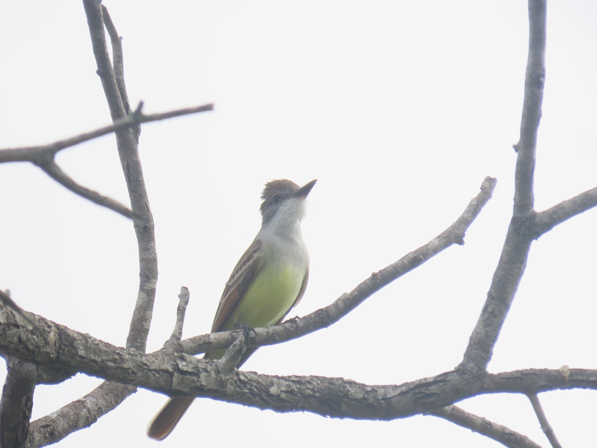 Brown-crested Flycatcher - Alan Morris