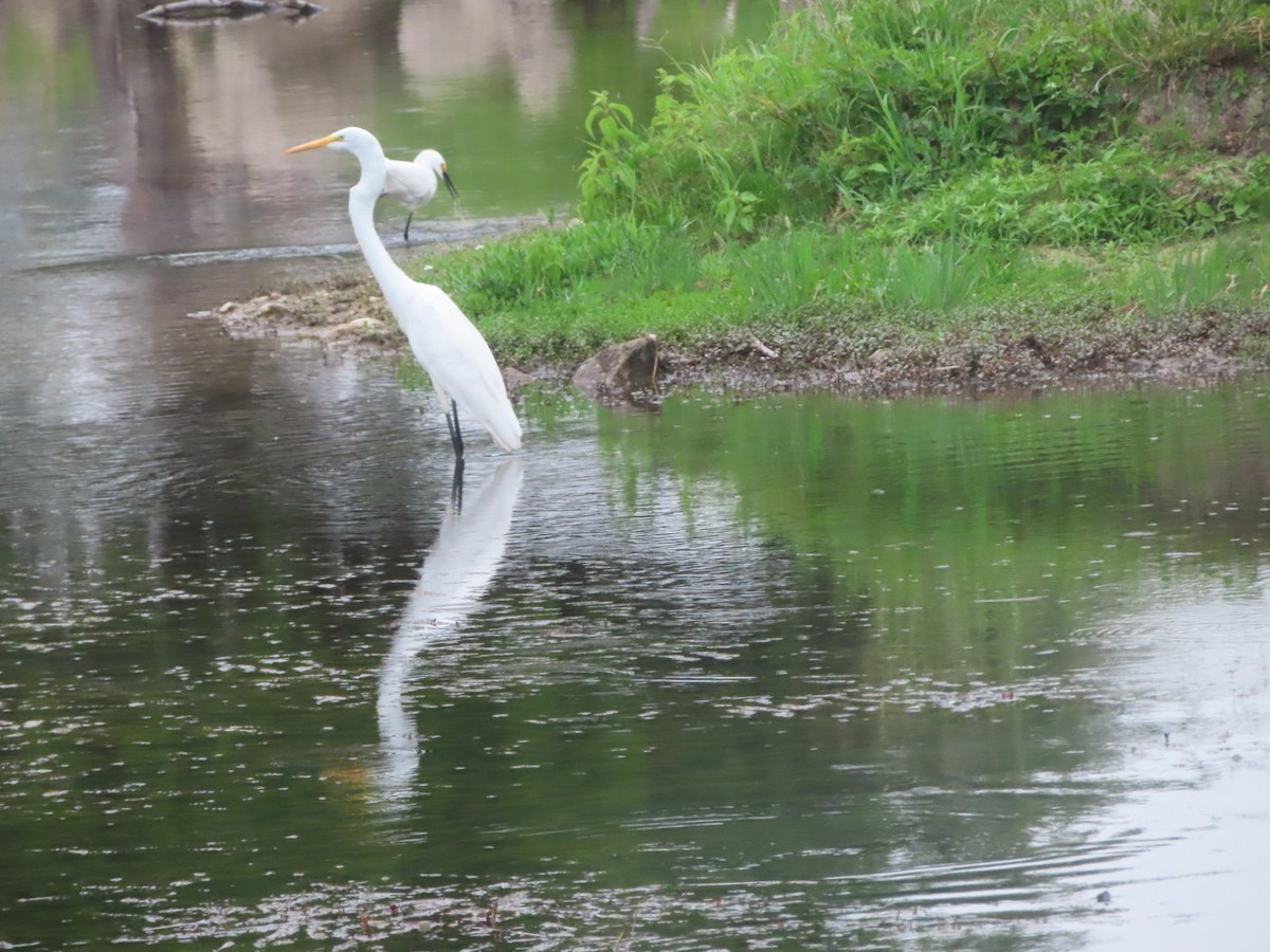 Great Egret - Bill  Feusahrens