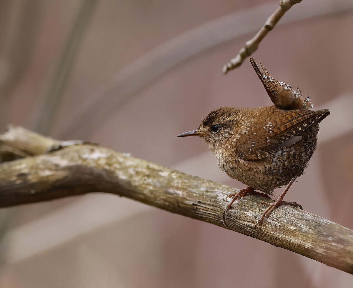 Winter Wren - Scott Sneed