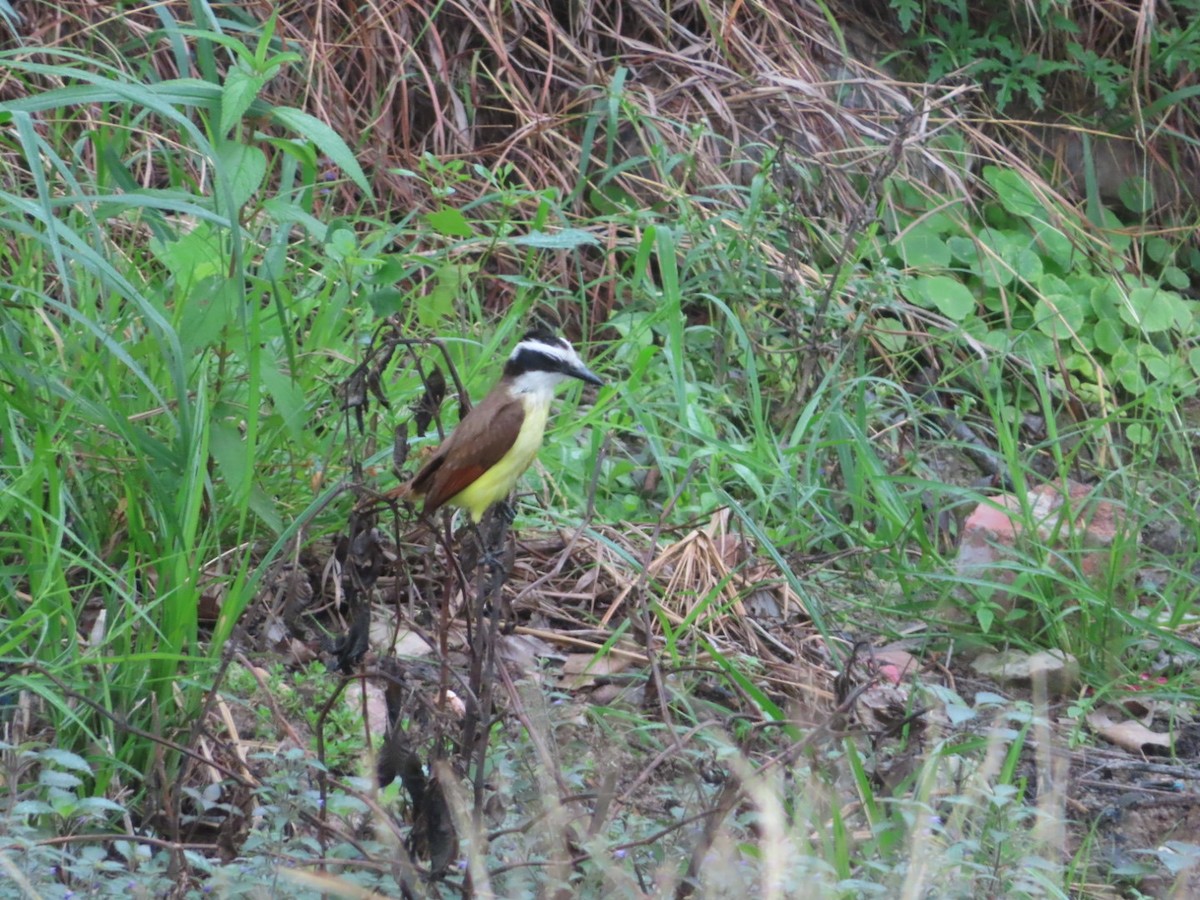 Great Kiskadee - Bill  Feusahrens