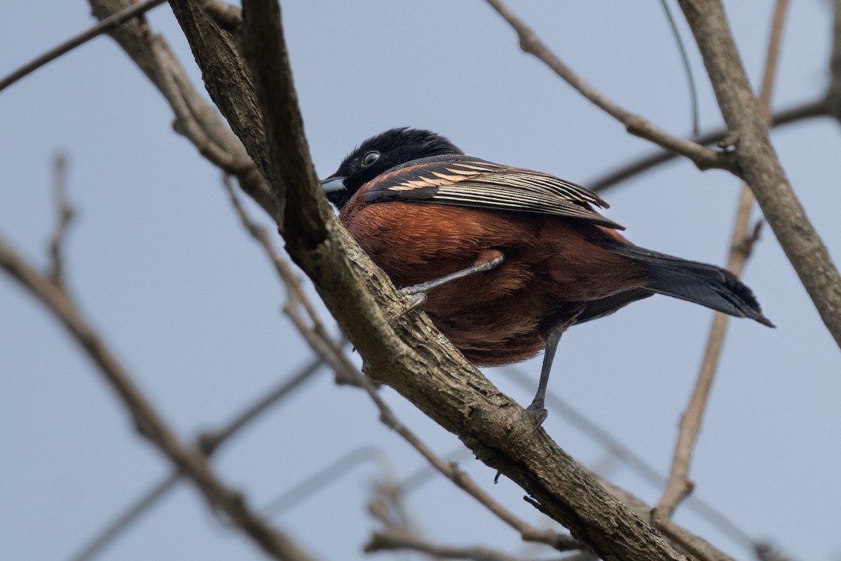 Orchard Oriole - David Lauter