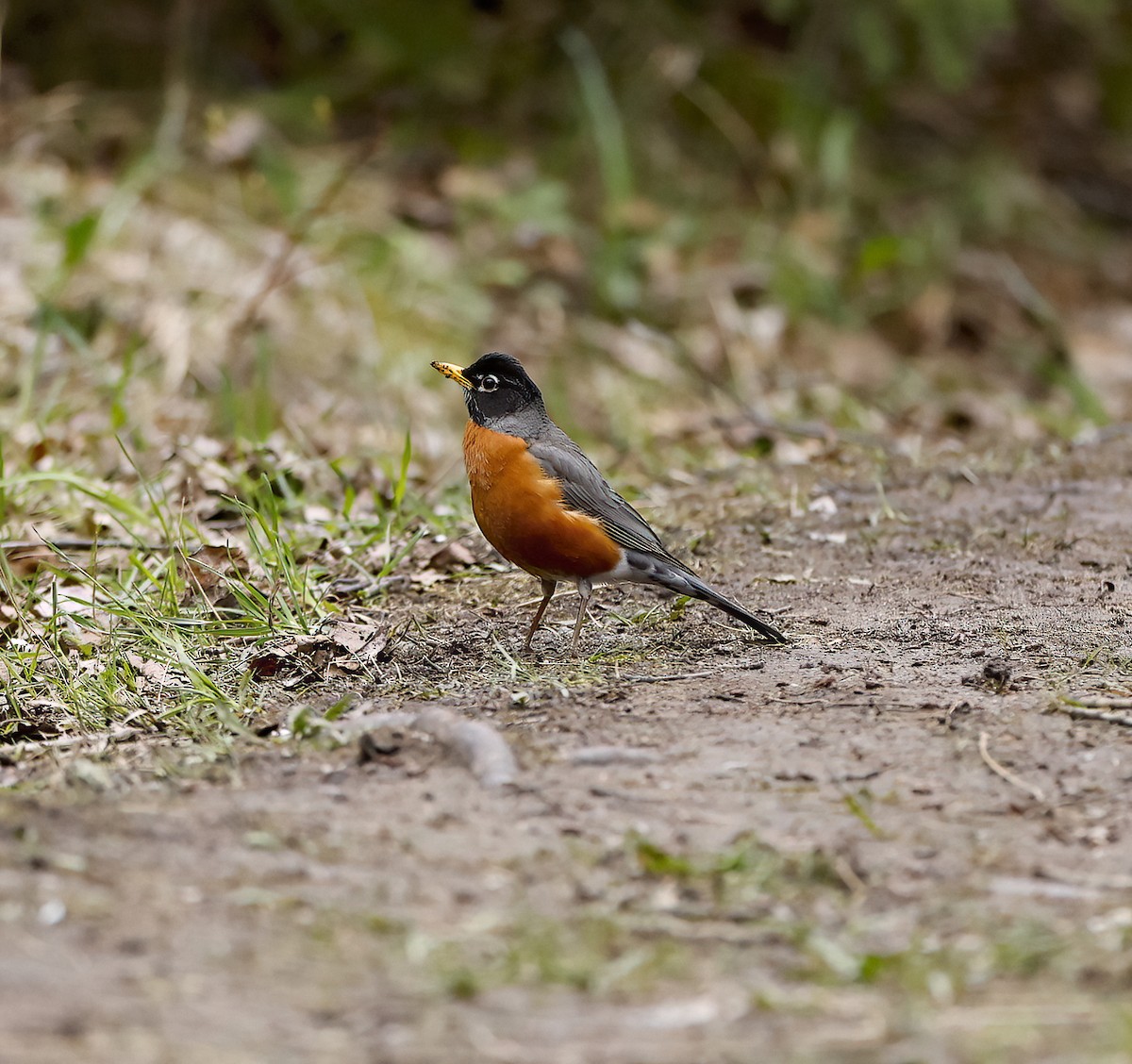 American Robin - Scott Sneed