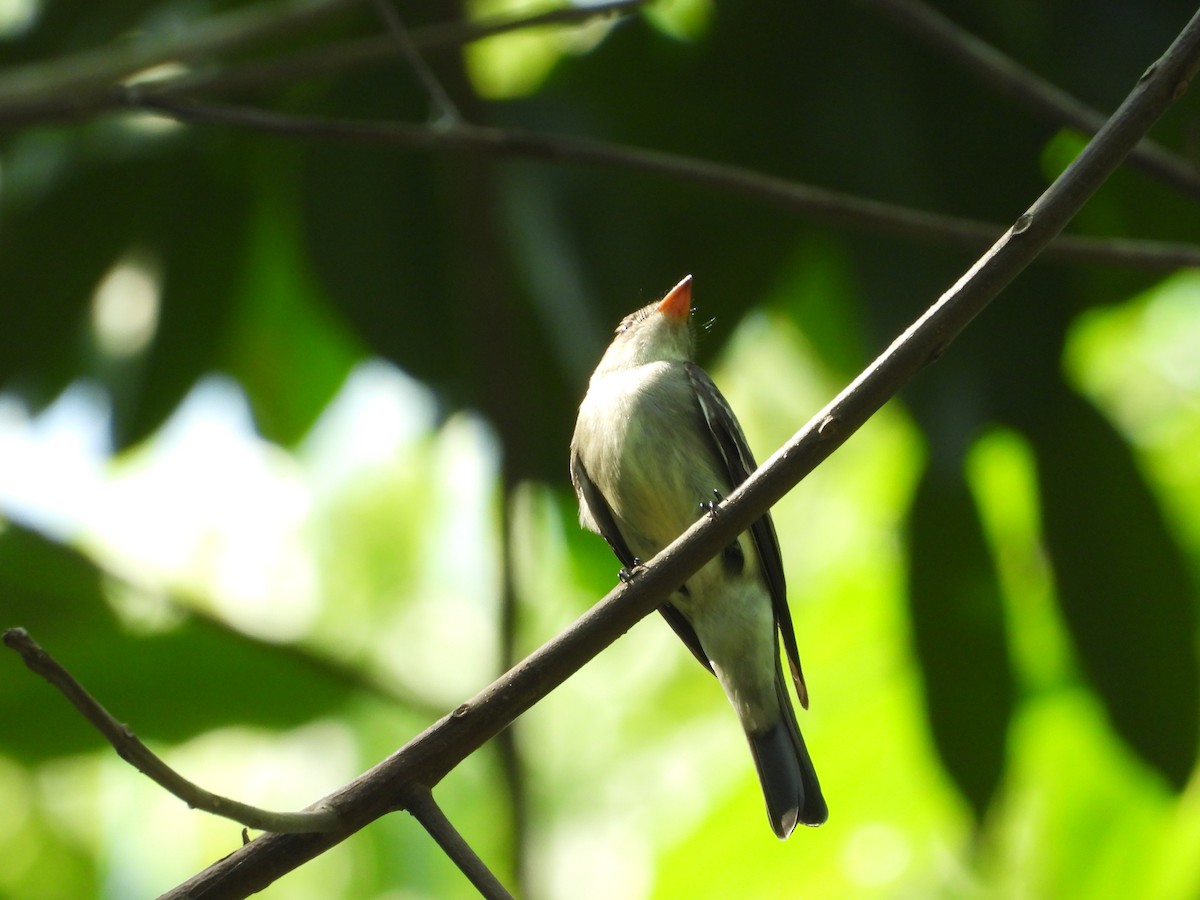 Eastern Wood-Pewee - Jose Fernando Sanchez O.