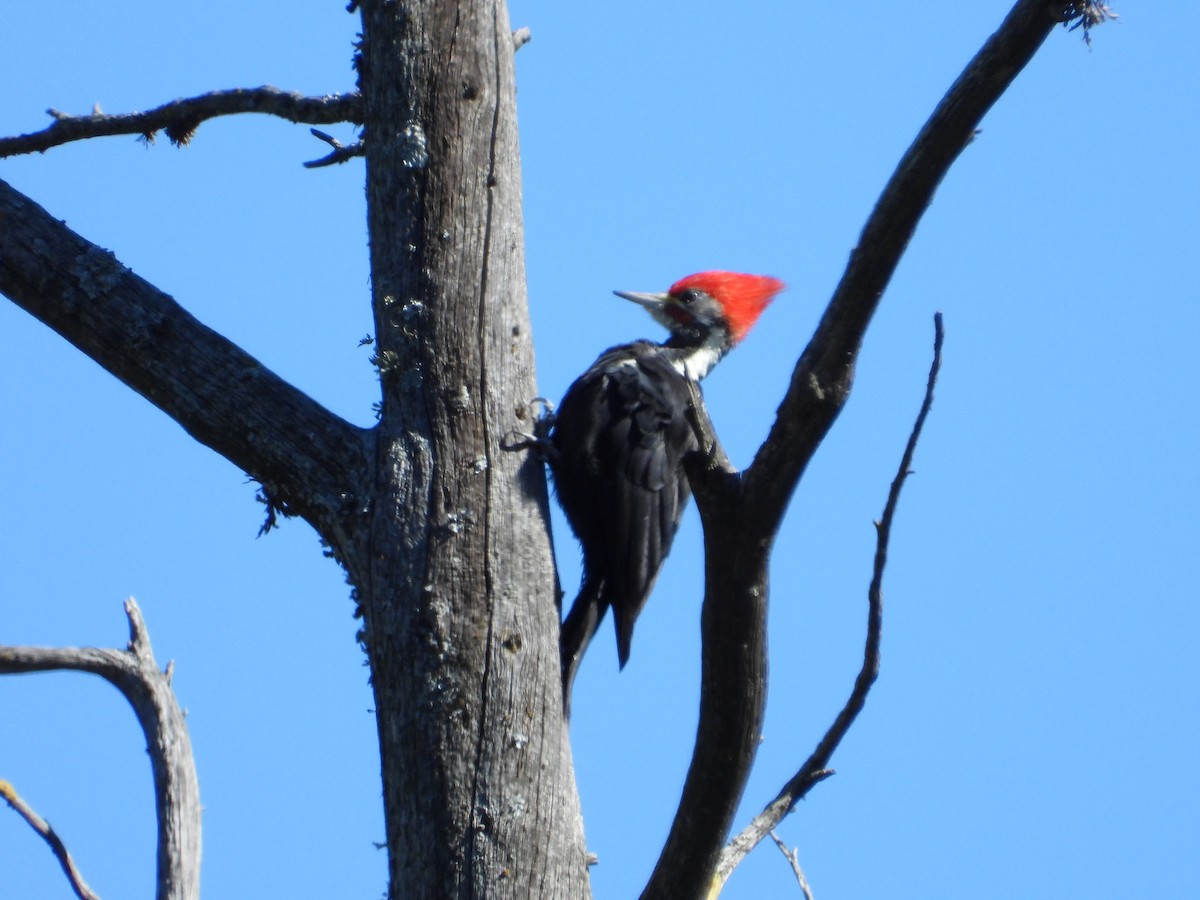 Black-bodied Woodpecker - ML618289680