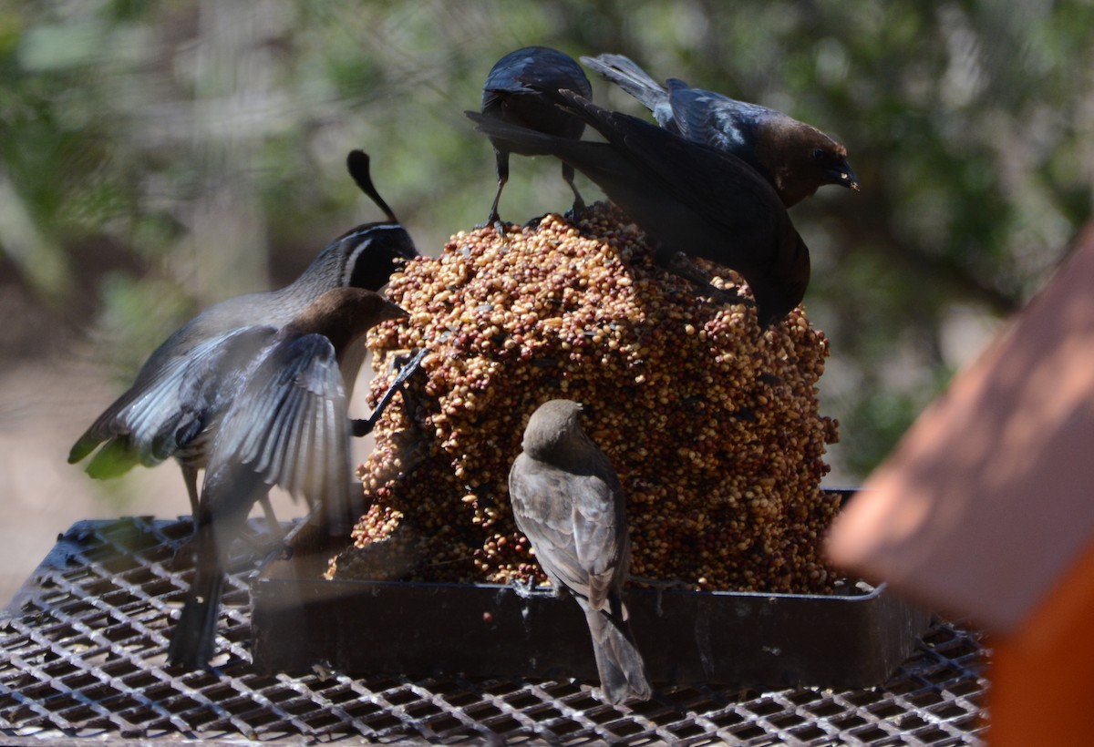 Brown-headed Cowbird - Cathy Pasterczyk