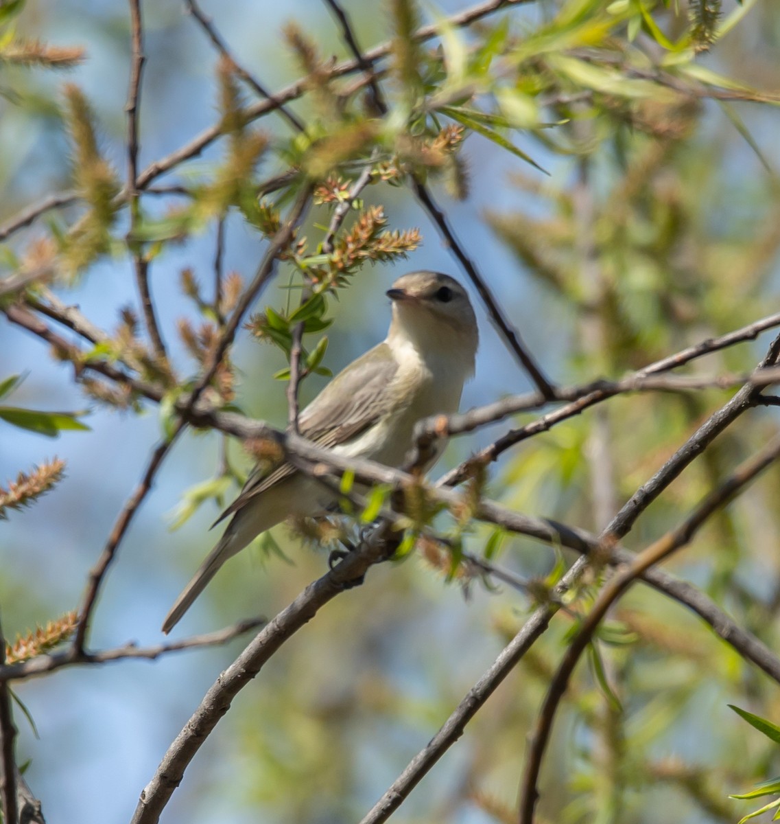 Warbling Vireo - Hin Ki  & Queenie  Pong