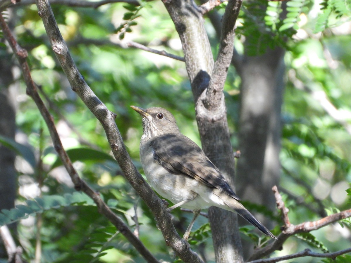 Creamy-bellied Thrush - Más Aves