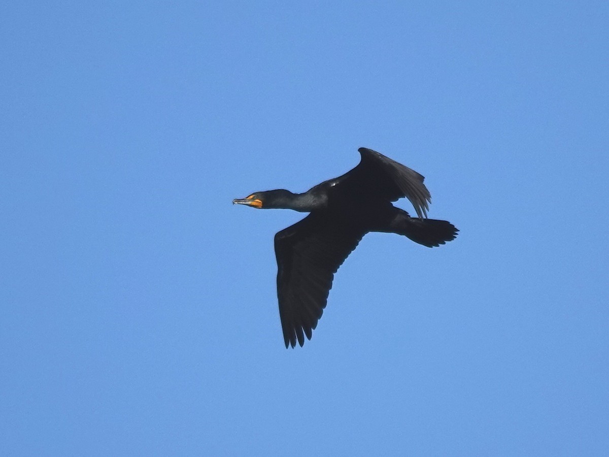 Double-crested Cormorant - Norman Uyeda