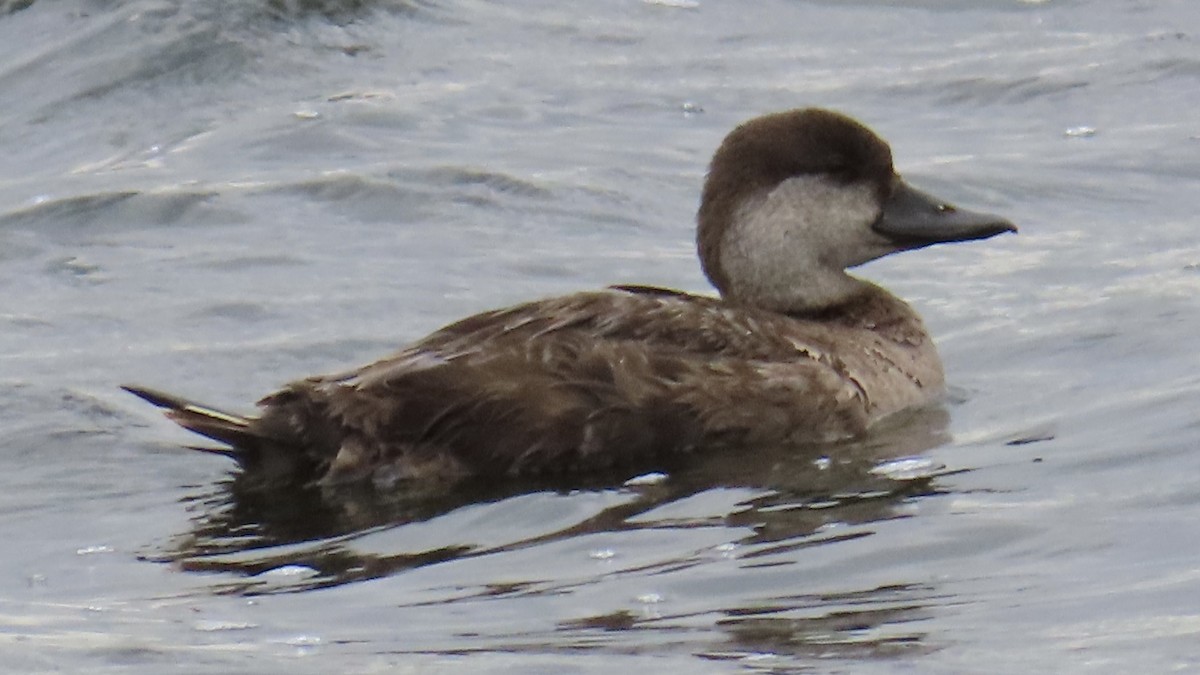 Black Scoter - ML618289753