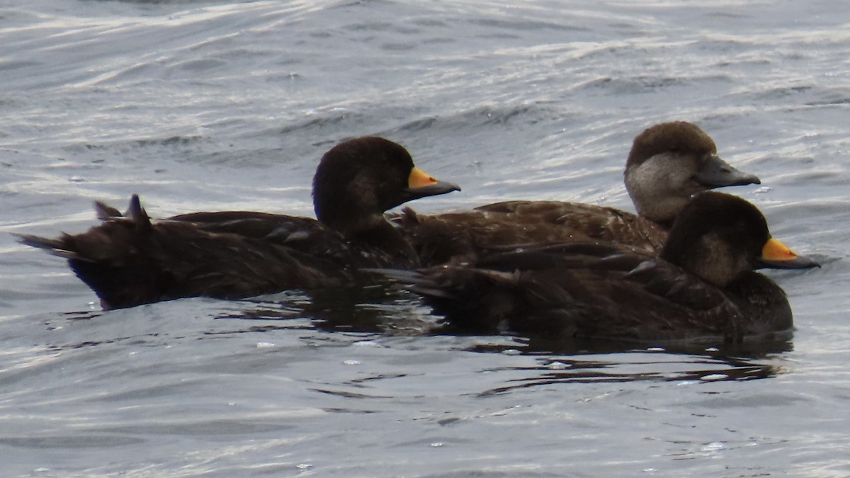 Black Scoter - ML618289755