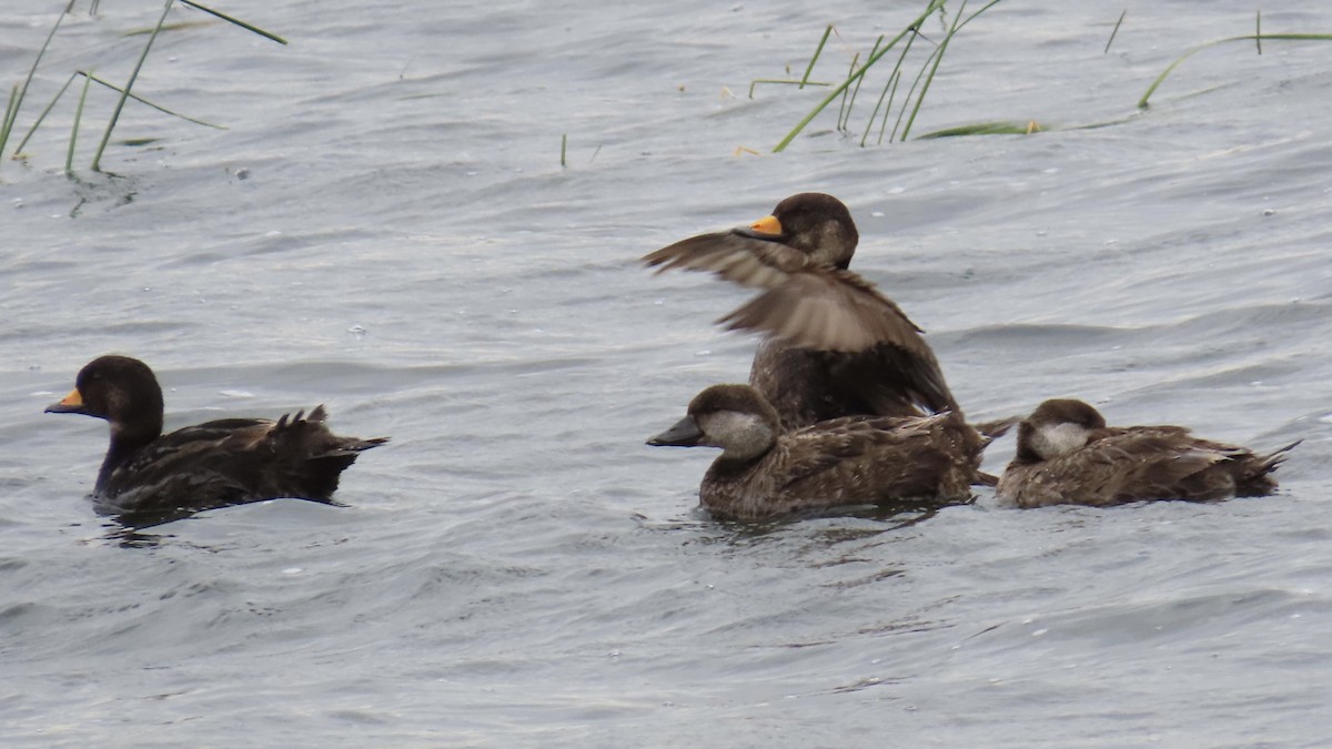 Black Scoter - ML618289756