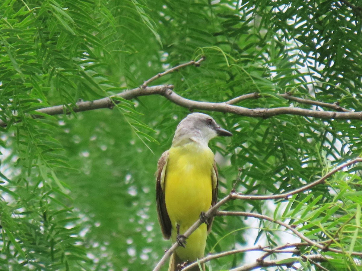 Tropical Kingbird - Alan Morris