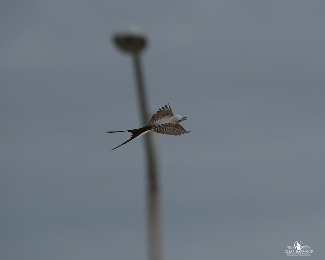 Scissor-tailed Flycatcher - Omar Barroso Putare