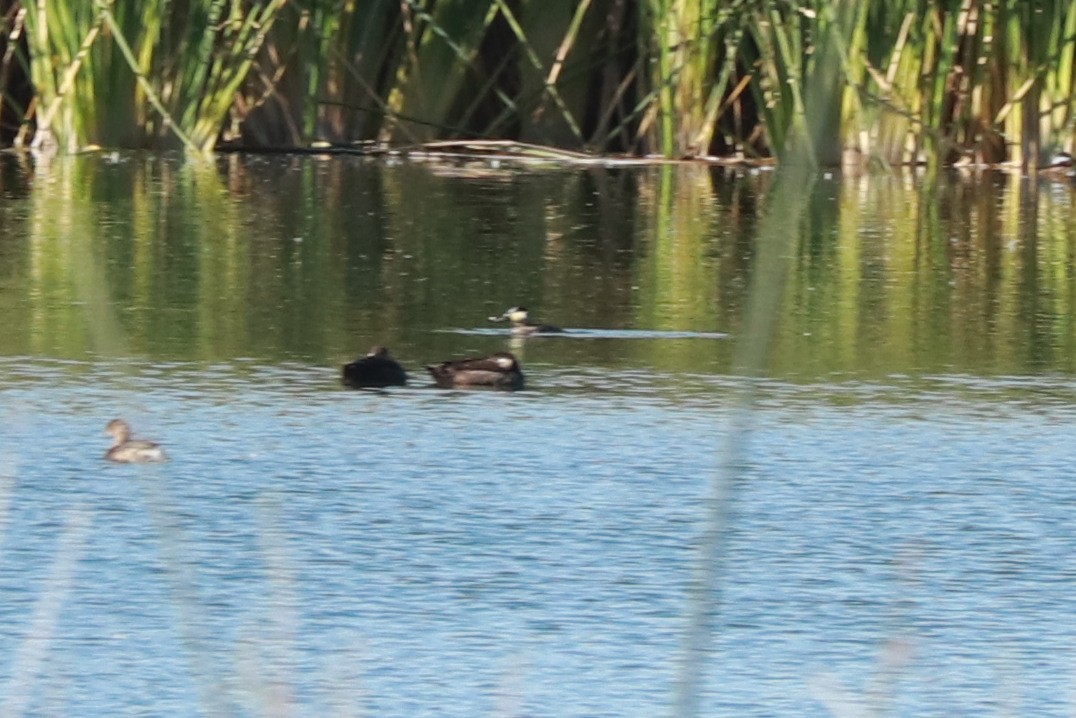 Surf Scoter - ML618289774