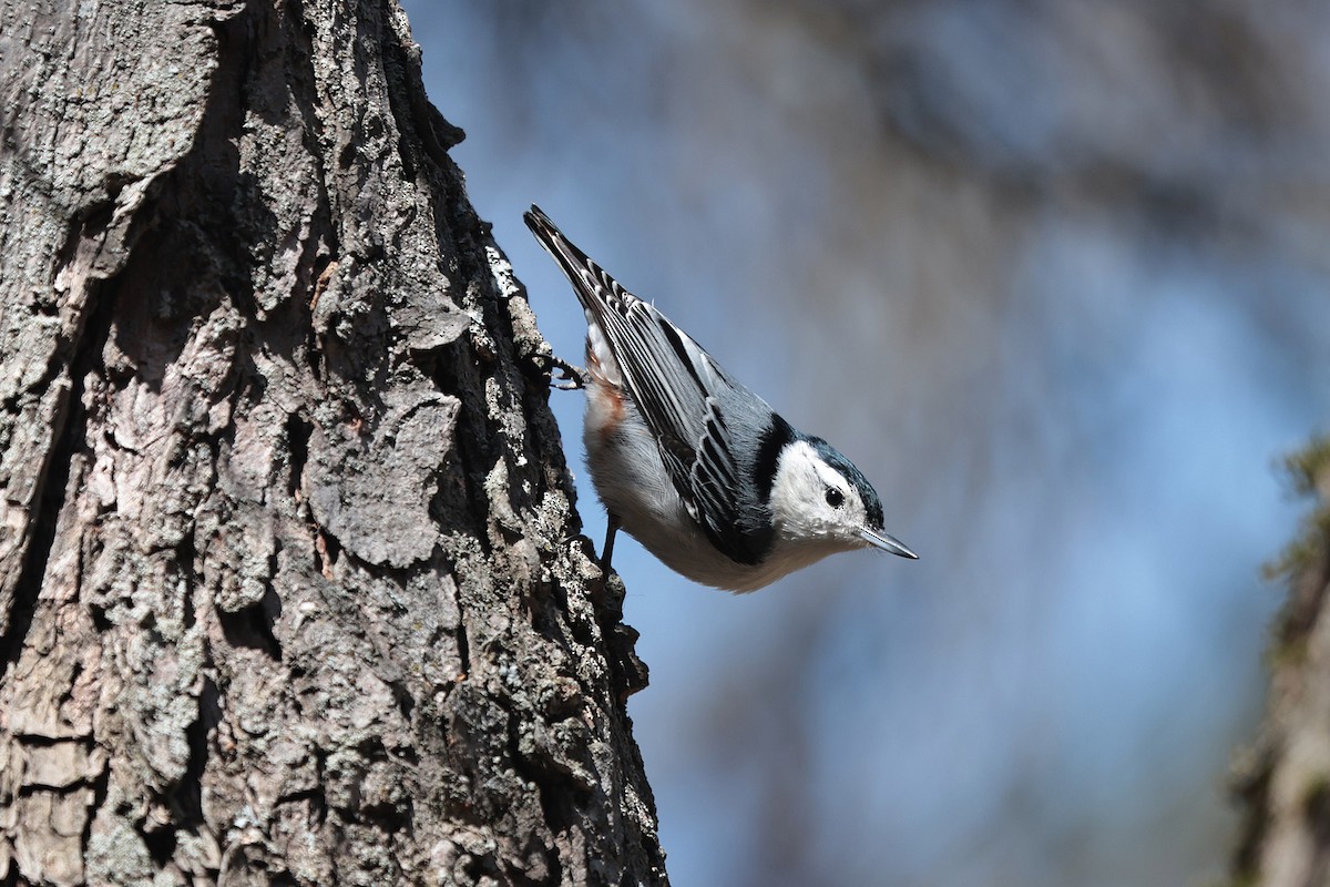 White-breasted Nuthatch - Claude Auchu