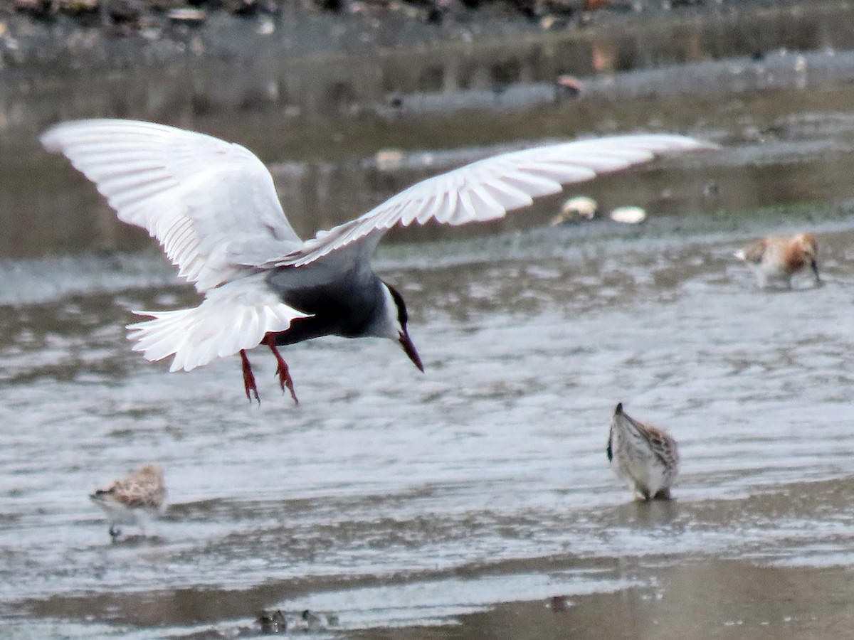 Whiskered Tern - ML618289792