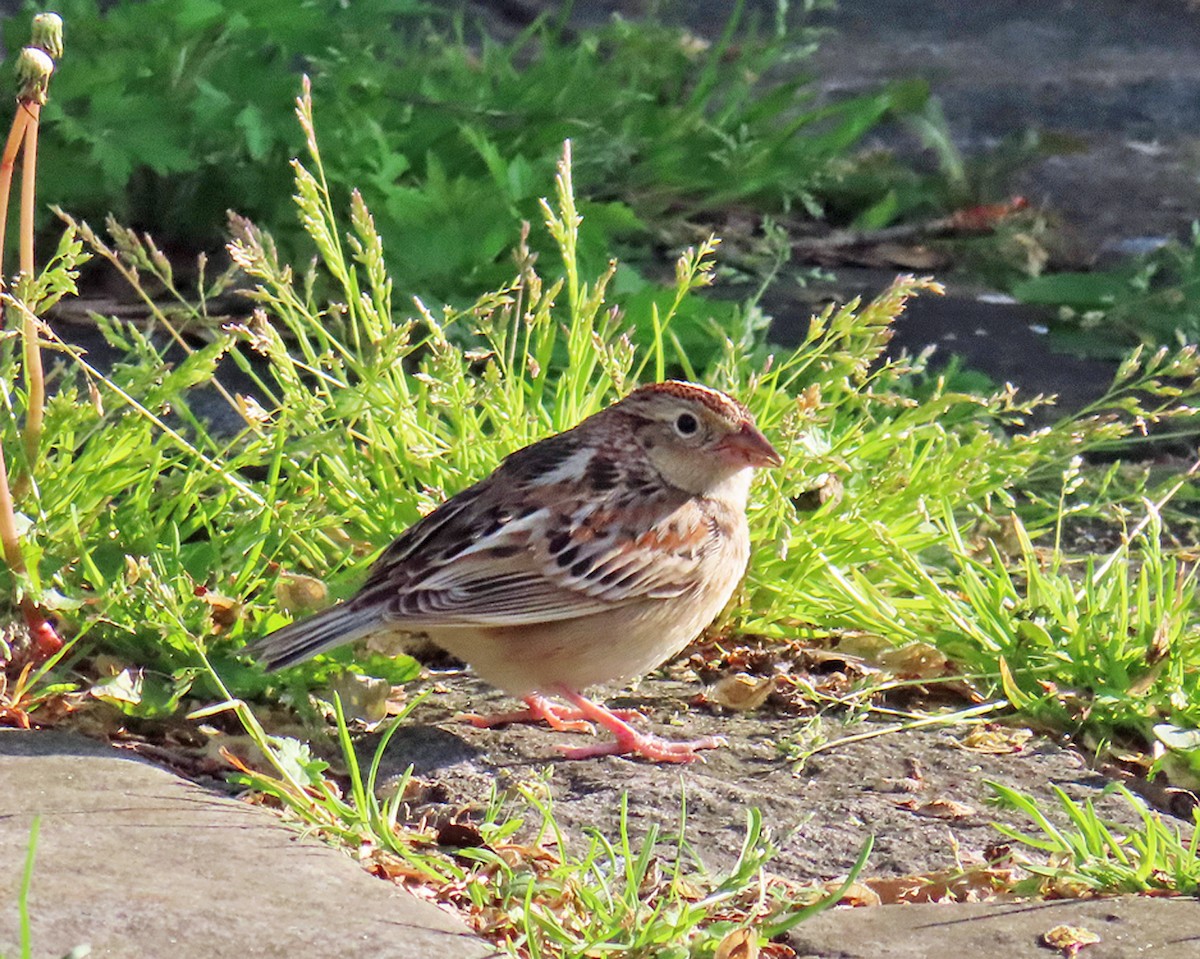 Grasshopper Sparrow - ML618289794