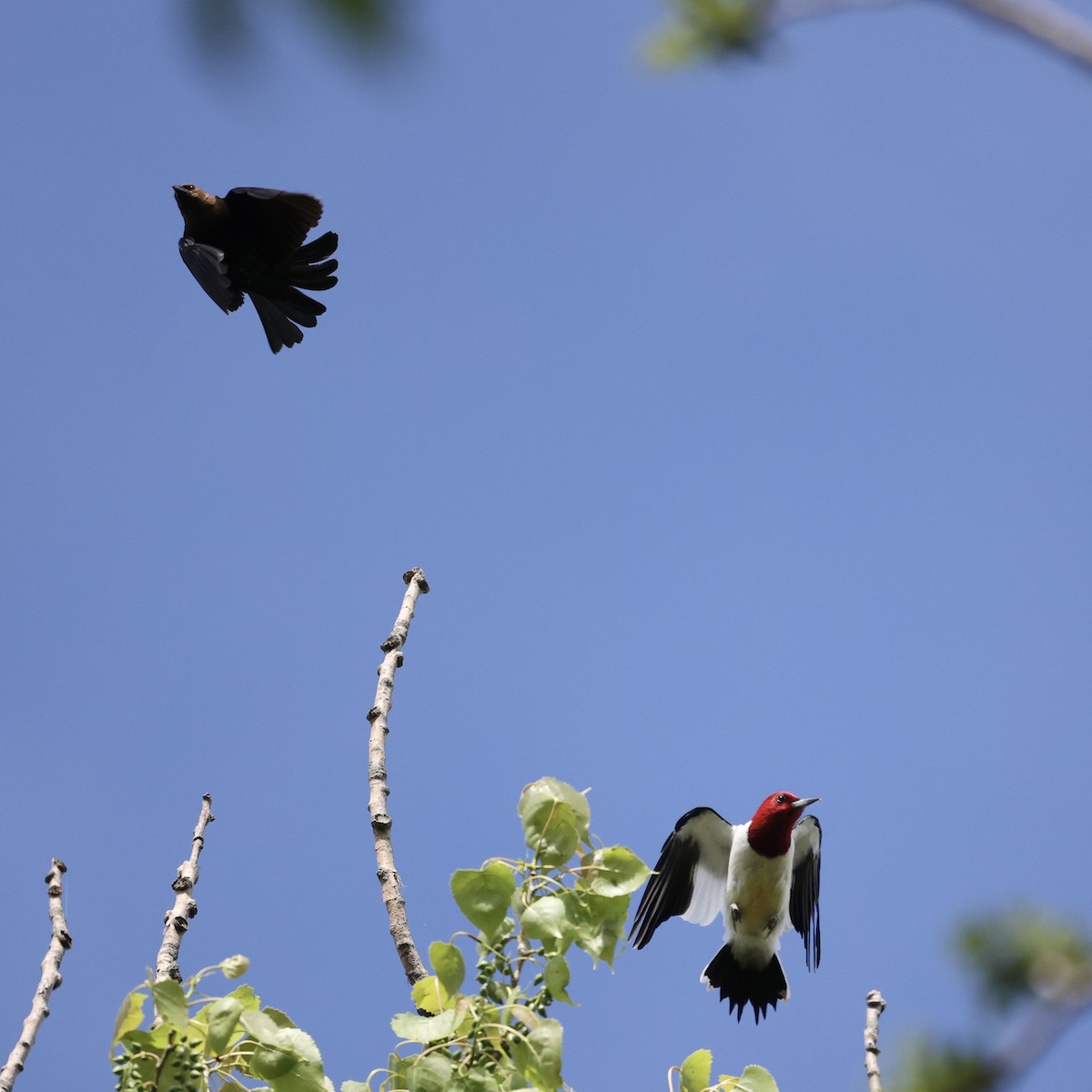 Brown-headed Cowbird - Michael Burkhart