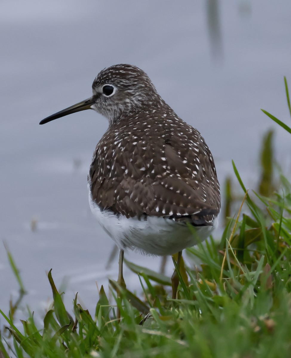 Solitary Sandpiper - Scott Sneed