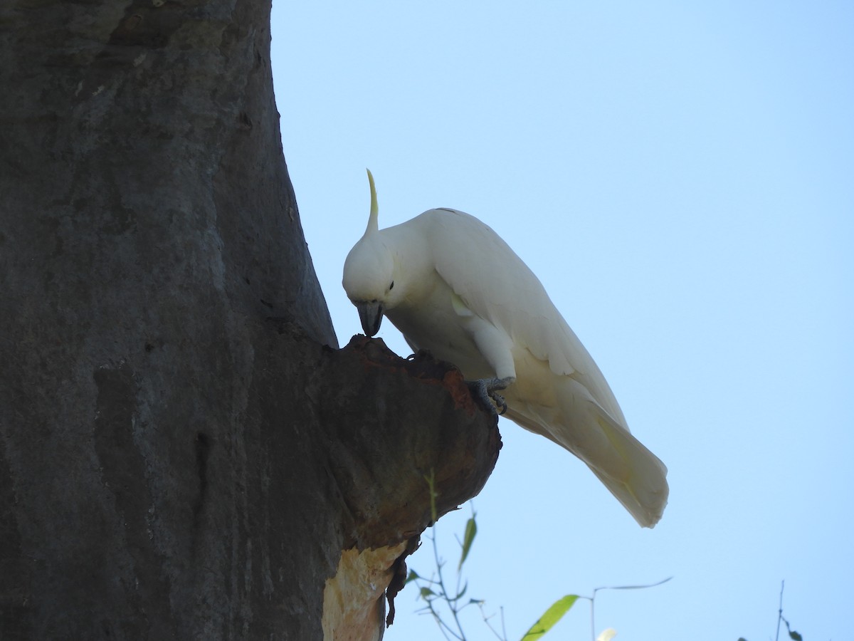 Sulphur-crested Cockatoo - Charles Silveira