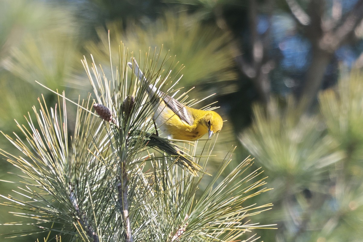 Pine Warbler - Claude Auchu