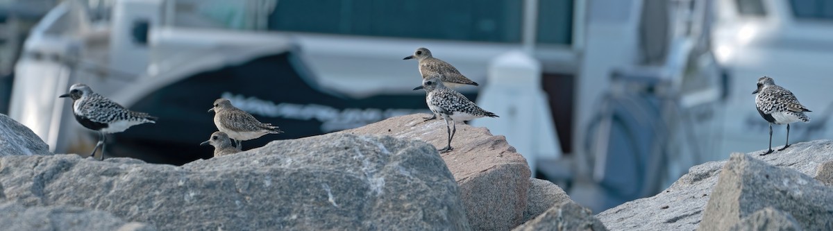 Black-bellied Plover - Ingrid Siegert