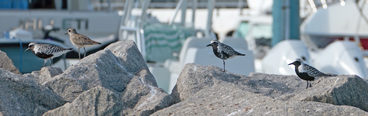 Black-bellied Plover - Ingrid Siegert