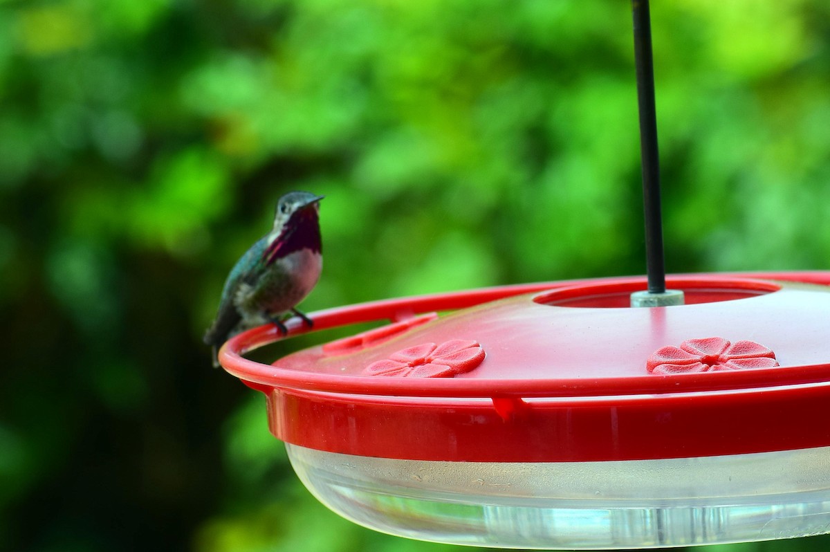 Calliope Hummingbird - Kate Lowry