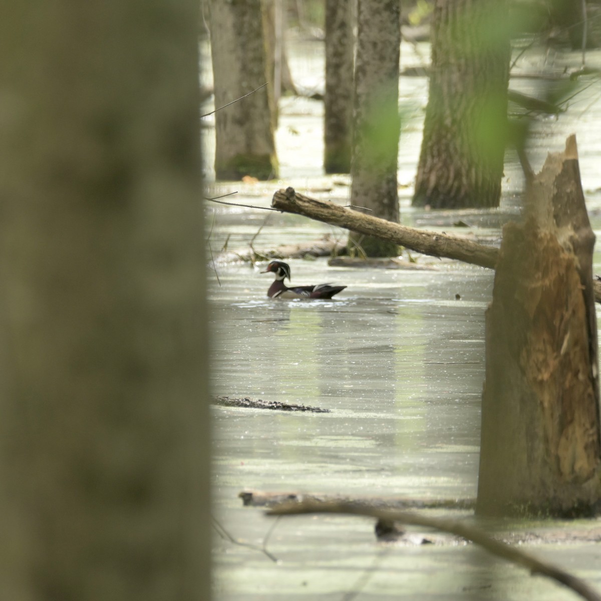 Wood Duck - Justin Riley