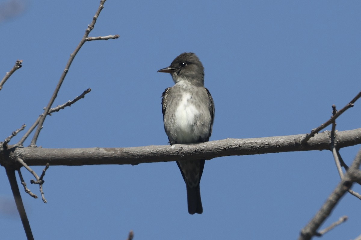 Olive-sided Flycatcher - Becca Cockrum