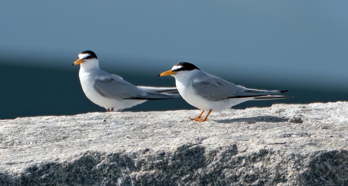 Least Tern - Ingrid Siegert