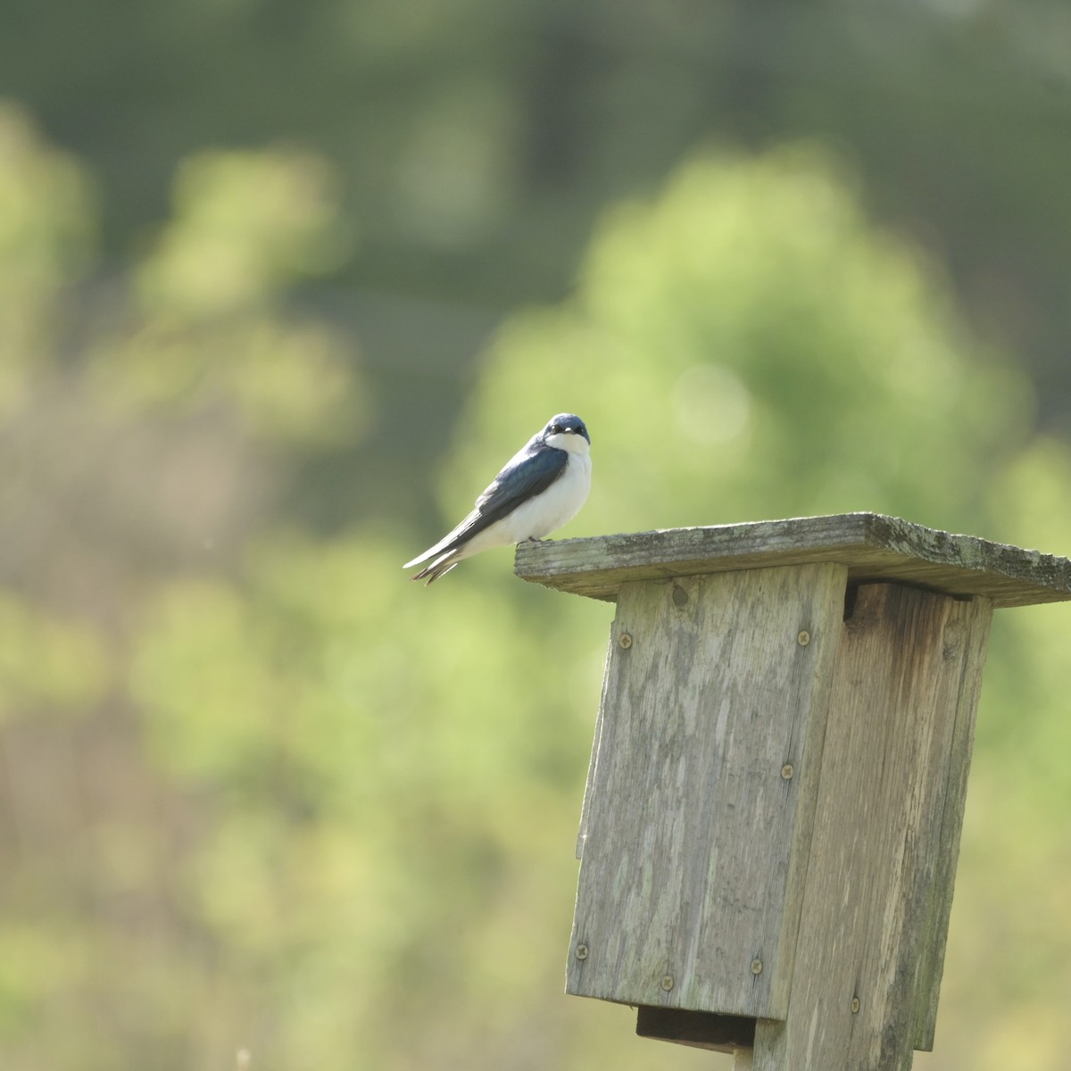 Tree Swallow - Justin Riley