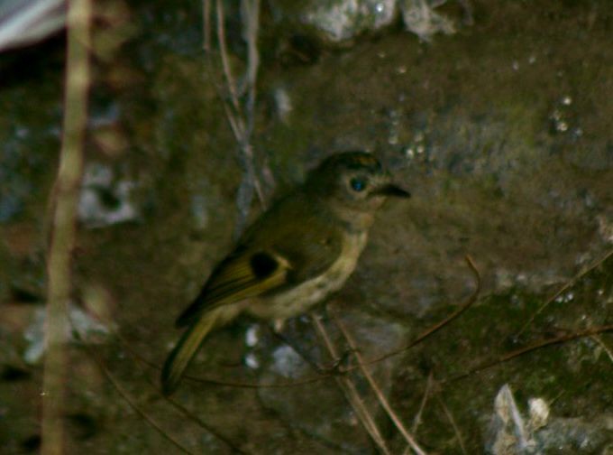 Goldcrest (western Canary Islands) - ML618289917