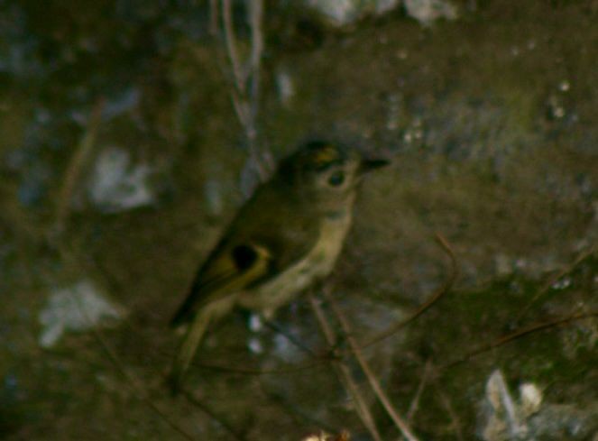 Goldcrest (western Canary Islands) - Angel Curbelo