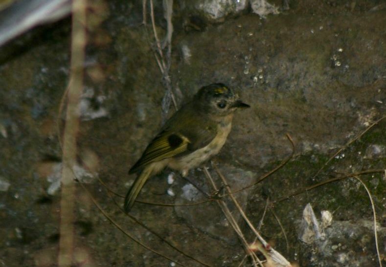 Goldcrest (western Canary Islands) - Angel Curbelo