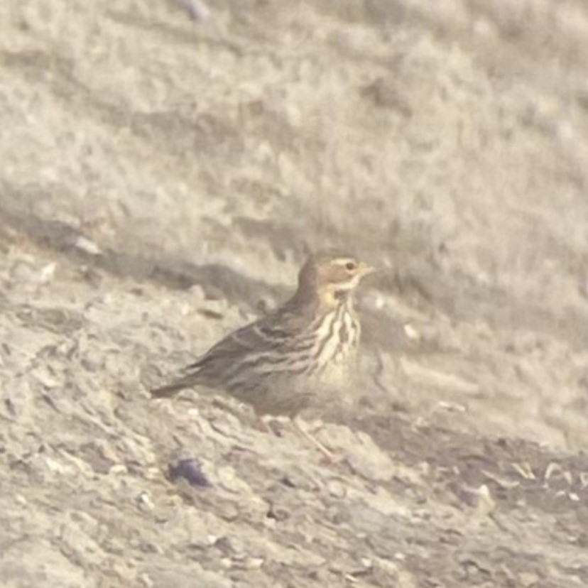 Red-throated Pipit - ML618289920