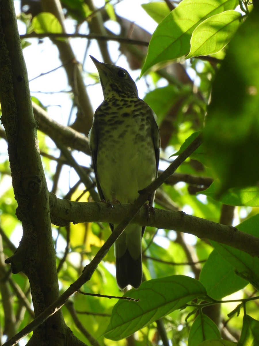 Gray-cheeked Thrush - Gabriel Utria - Quetzal Birdwatch